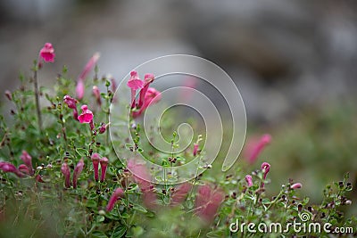 Skullcap, Scutellaria suffrutescens, rose-red flowers, Mexico Stock Photo